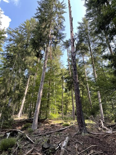 Waldwege bei Bechhofen