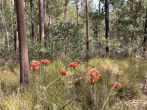 10 Best Hikes and Trails in Moggill Conservation Park | AllTrails