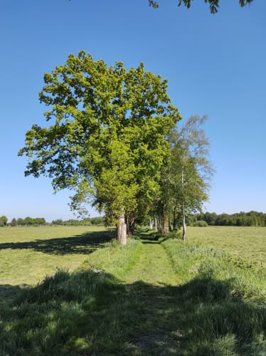 Das Sandhausener und Hamberger Moor