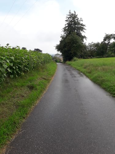 Naturpark Südeifel Wanderweg Nr. 39 - Geichlingen