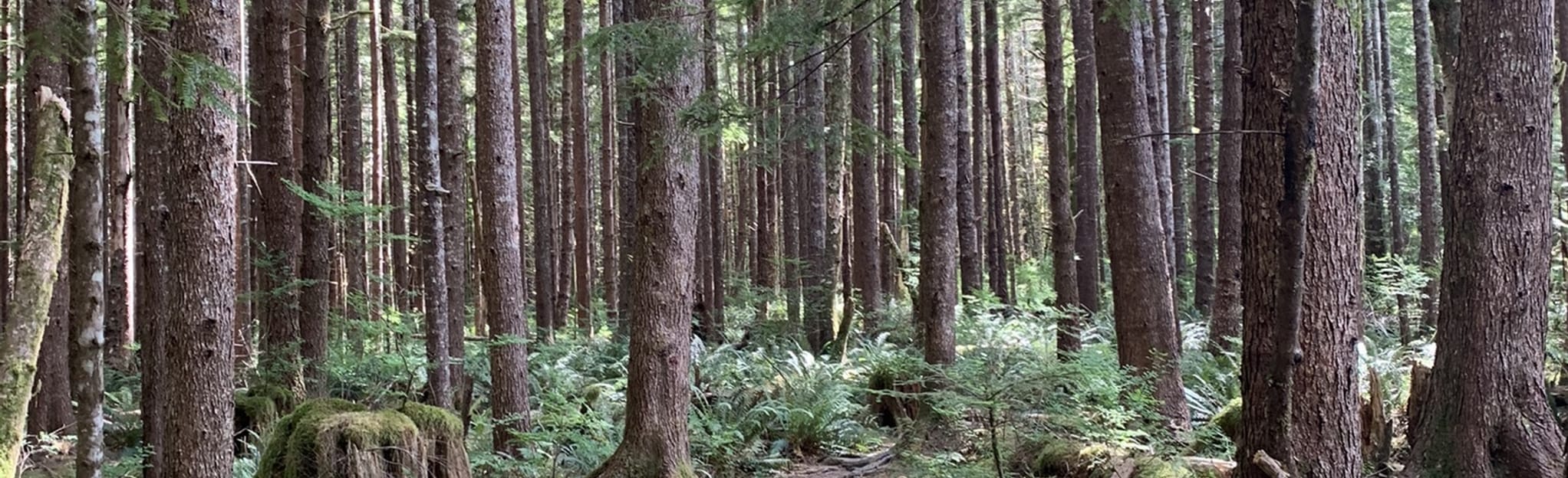 Giant Cedar Trail - British Columbia, Canada | AllTrails