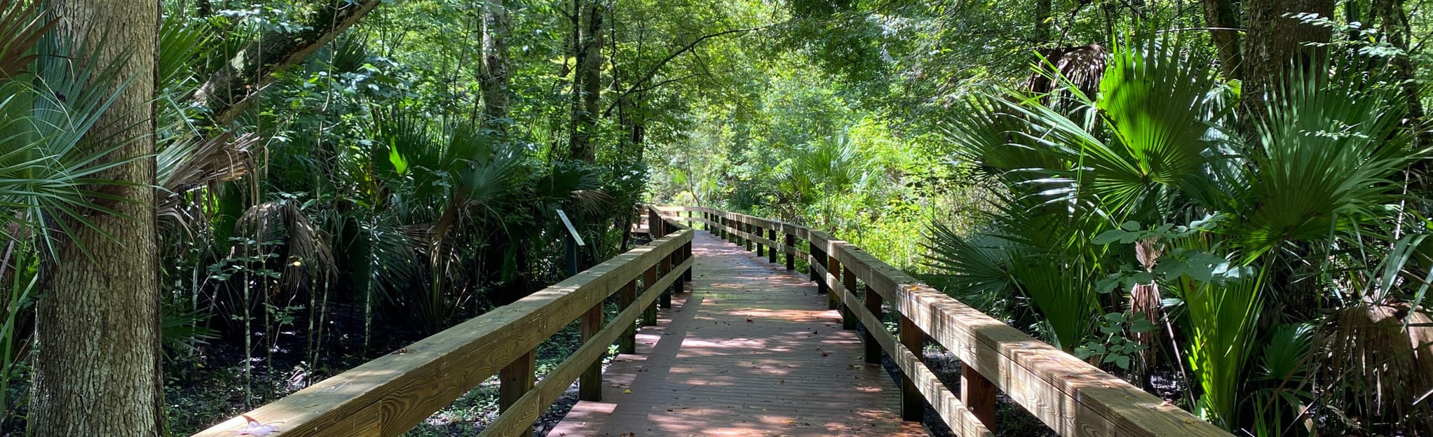 Big Tree Trail 44 Reviews, Map Florida AllTrails