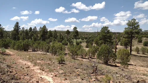10 Best Trails and Hikes in Heber-Overgaard | AllTrails
