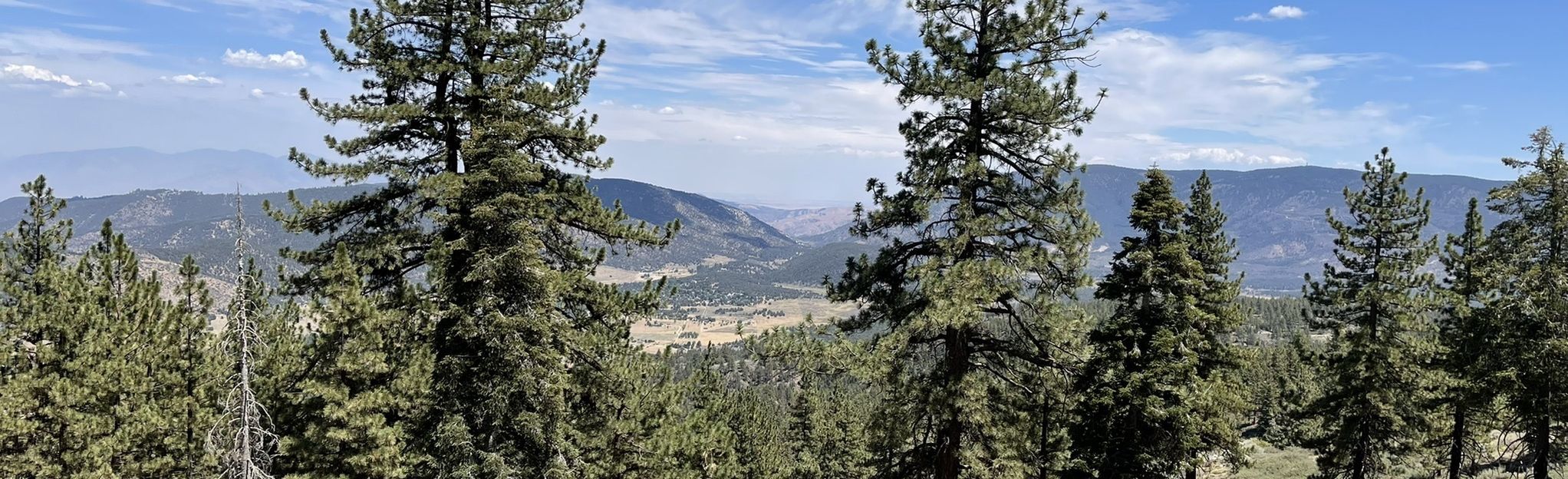 Mount Pinos MTB Trail (Downhill) 98 Reviews, Map California AllTrails