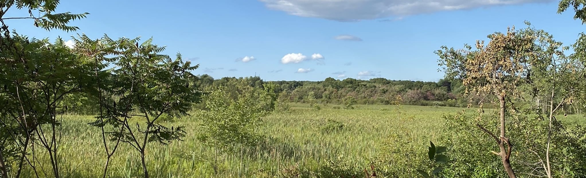 Arlington's Great Meadow Trail 455 Reviews, Map Massachusetts