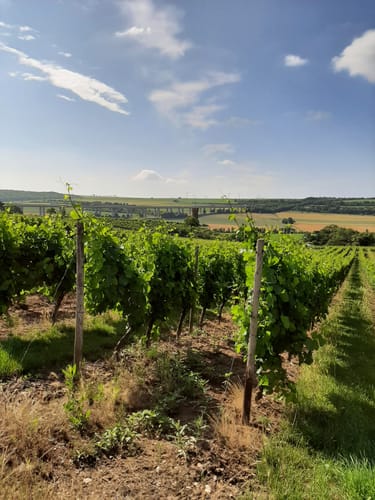 Küstenweg Rheinhessen - Weinheimer Bucht