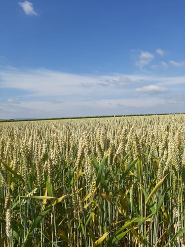 Küstenweg Rheinhessen - Weinheimer Bucht