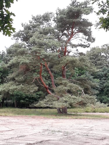 Freudenthalweg Etappe 6: Bad Fallingbostel - Sieverdingen