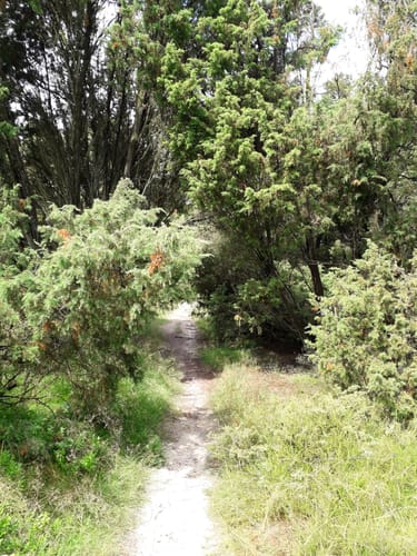 Freudenthalweg Etappe 6: Bad Fallingbostel - Sieverdingen