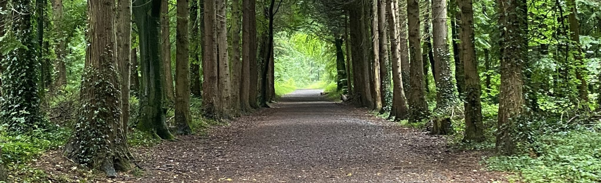 moore-abbey-woods-gerard-manly-hopkins-way-county-kildare-ireland