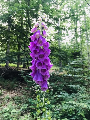 Bad Sodener Waldgeflüster (Premiumspazierwanderweg)