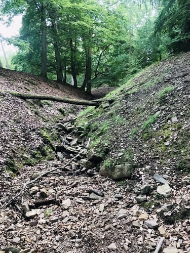 Bad Sodener Waldgeflüster (Premiumspazierwanderweg)