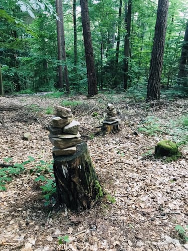 Bad Sodener Waldgeflüster (Premiumspazierwanderweg)