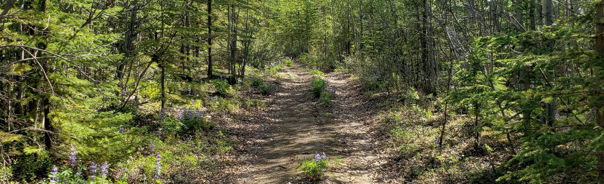 Fox Trail 1 Reviews, Map Yukon, Canada AllTrails