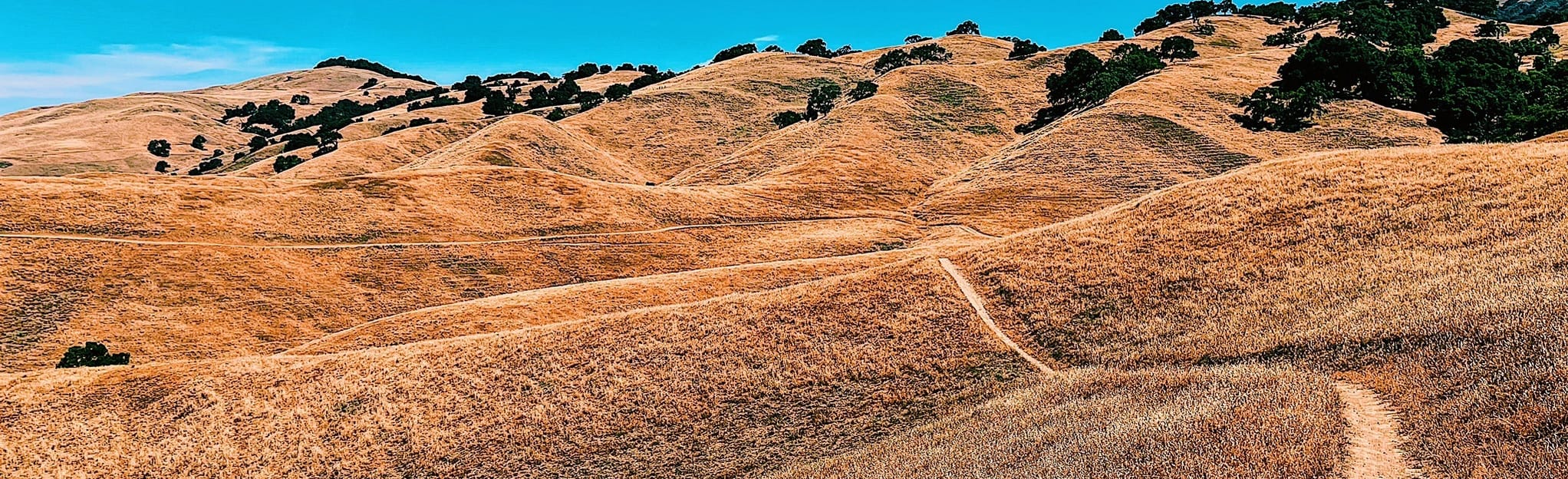 Valley Oak Trail at Coyote Lake: 117 Reviews, Map - California | AllTrails