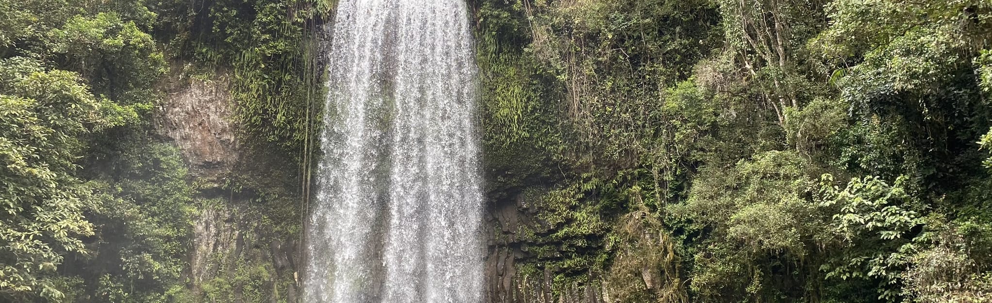 Millaa Millaa Falls, Queensland, Australia 20 Reviews, Map AllTrails