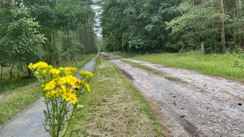 Südheide 'Wasser und Sand' W17m (mittlere Tour)