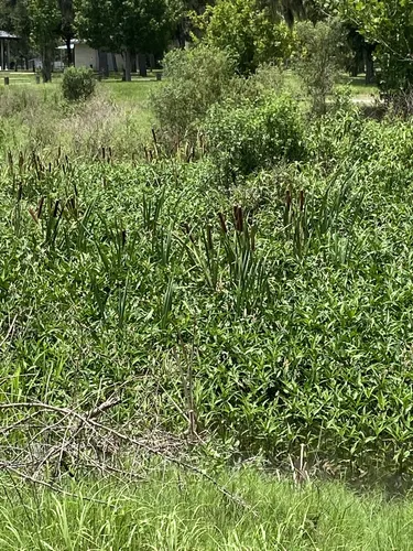 Best Hikes and Trails in Fishhawk Sports Complex Park | AllTrails