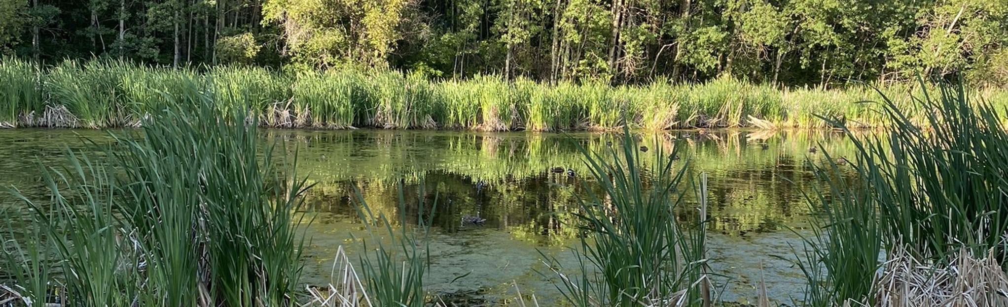 Grandin Pond Trail 44 foto Alberta, Canada AllTrails