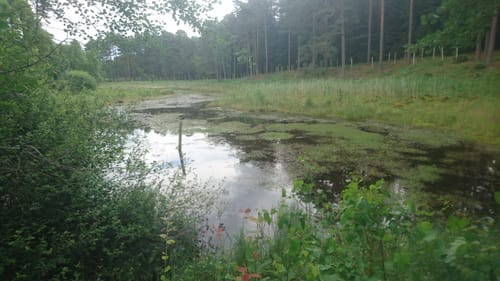 Südheide W13: Im Skandinavien der Südheide (lange Tour)