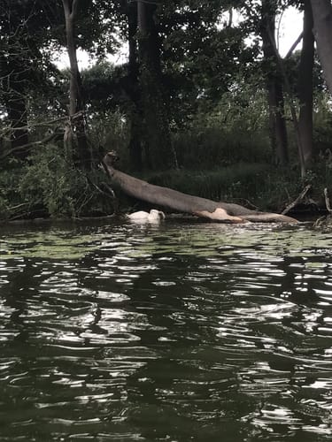 Paddeltour auf dem Ruppiner See