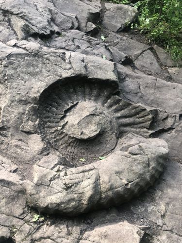 Photos of Ammonite Fossil via Coal Creek - British Columbia, Canada | AllTrails