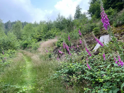 Derenbach les meilleures randonnées et itinéraires en 2023 AllTrails