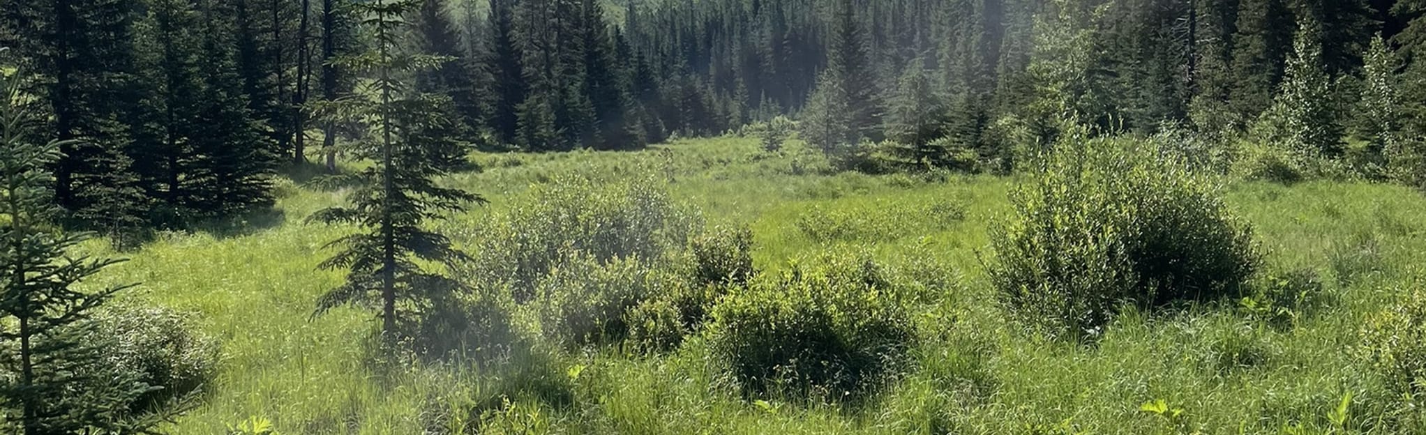 Iron Springs Loop from Elk Valley Alberta, Canada AllTrails