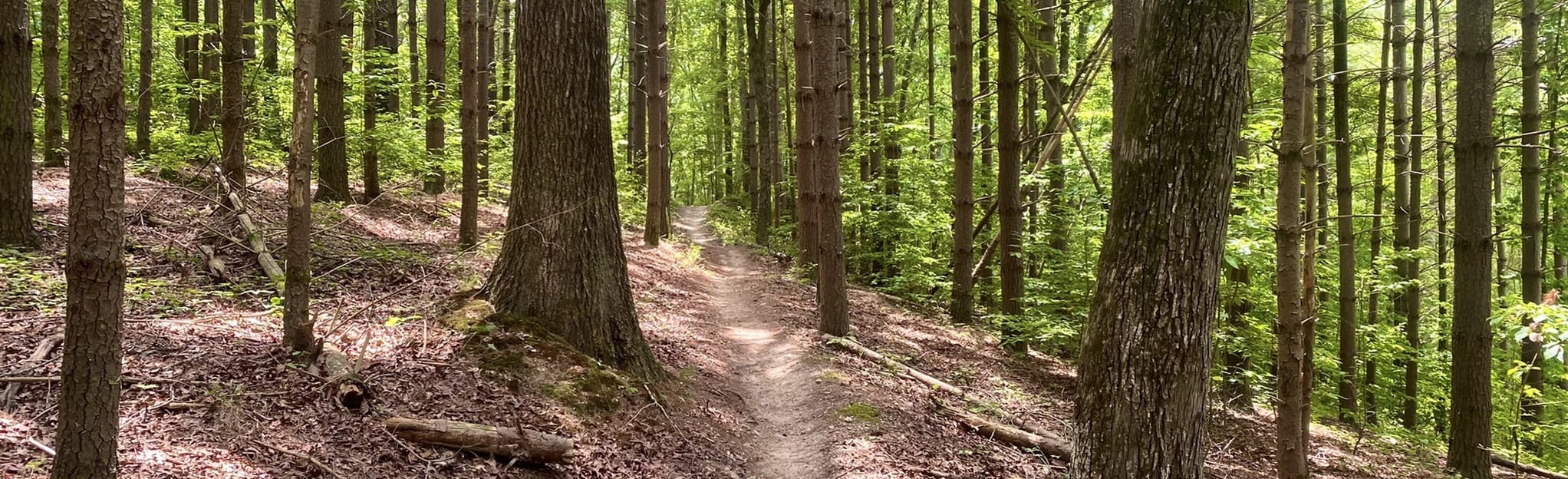 Black Forest, TNT, and Log Rhythm Trail: 363 Reviews, Map - Tennessee ...