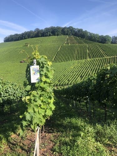 Vom Wartberg über die Bergurine Weibertreu