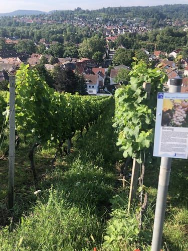 Vom Wartberg über die Bergurine Weibertreu