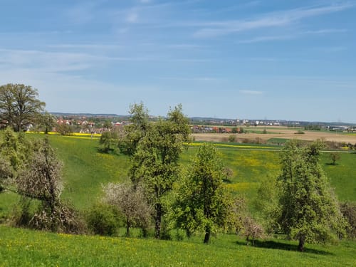 Haller Landhege am Kelterbuckel