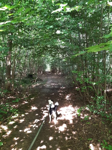 Bad Nauheim: Hütten-Wanderweg