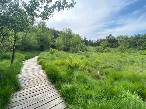 Birgeler Urwald (Wasser.Wander.Wald.)