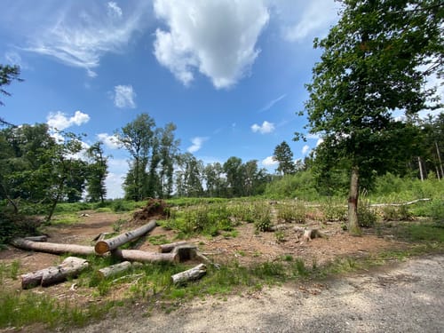 Birgeler Urwald (Wasser.Wander.Wald.)