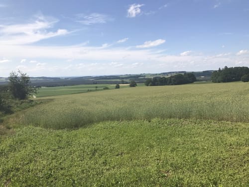 Durch den Wurzacher Stadtwald