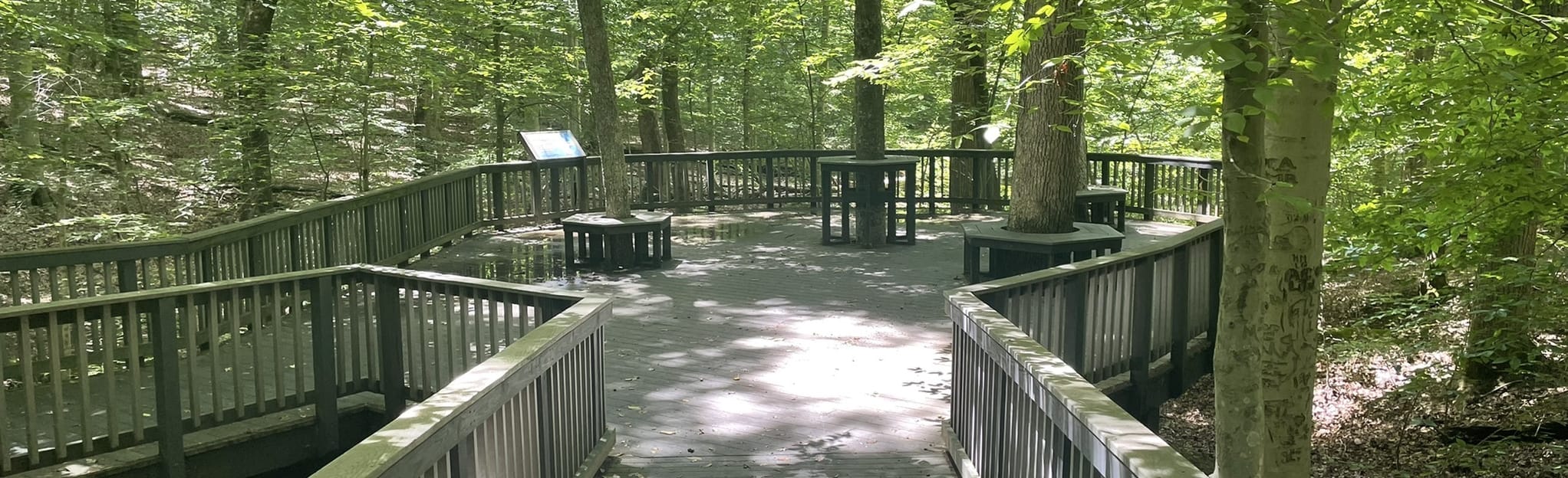 Pine Grove Forest Trail, Virginia 127 Reviews, Map AllTrails