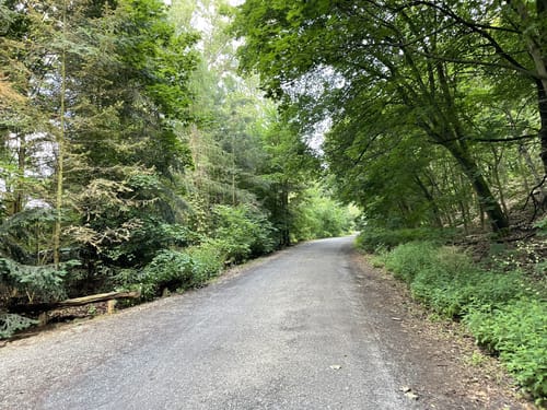 Im Grunewald entlang der Havel
