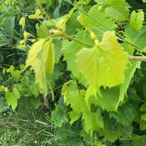 Best Walking Trails in Milford Center AllTrails