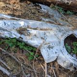 B-17C Crash Site Trail, California - 121 Reviews, Map | AllTrails