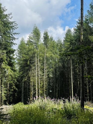Mönchberg-Fuchsweg
