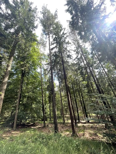 Mönchberg-Fuchsweg