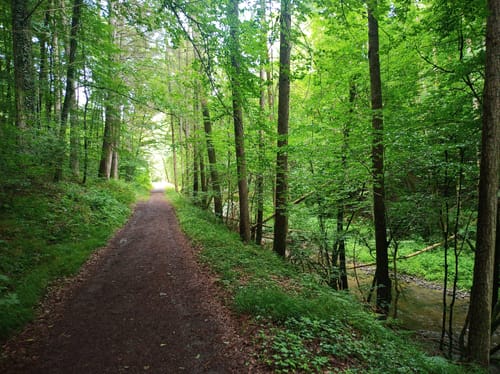HeimatSpur Erlebnisweg Ritter-Räuber-Römer (Bad Bertrich)