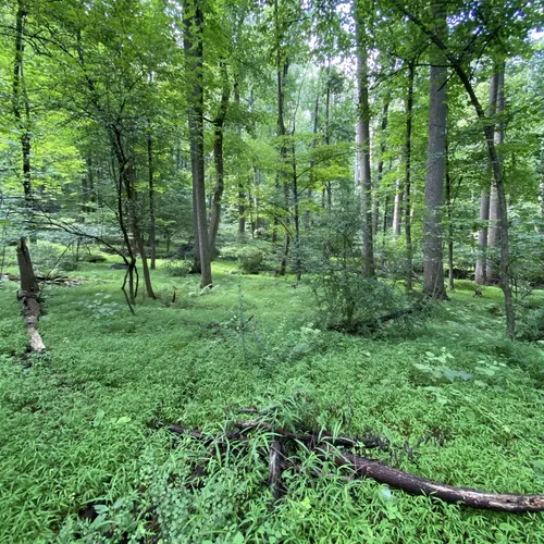 2023 Best Wild Flowers Trails in Macungie | AllTrails