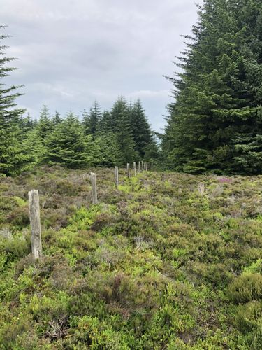 Suie Old Military Road and Knock Saul Circular: 28 fotos - Aberdeenshire,  Escócia