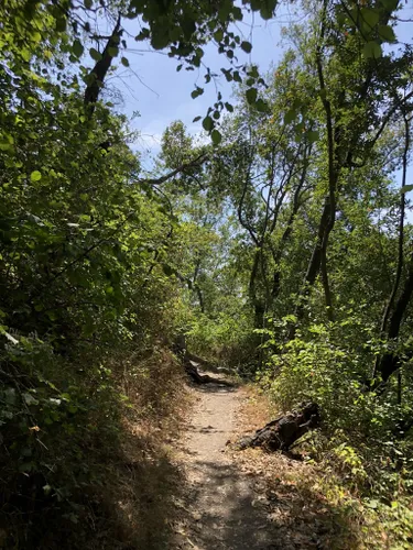 Best Hikes and Trails in Harvey West Park AllTrails