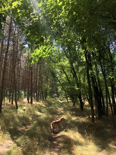 Rundweg bei Gladowshöhe