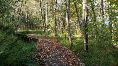 Natur- und Geschichtspfad Hüttenbusch
