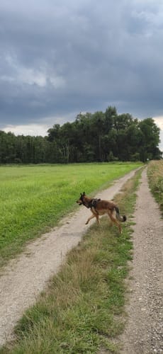 Wulfener Bruchwiesen