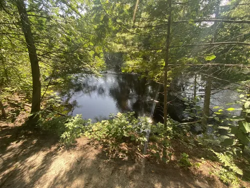 Russian Swamp via NCMC Nature Area Trail, Michigan - 221 Reviews